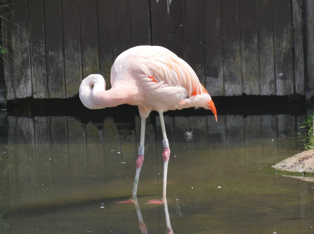WWT Slimbridge Wetland Centre-Slimbridge必去景点