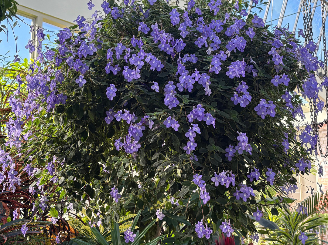 Winter Garden Auckland Domain-奥克兰中心地区必去景点
