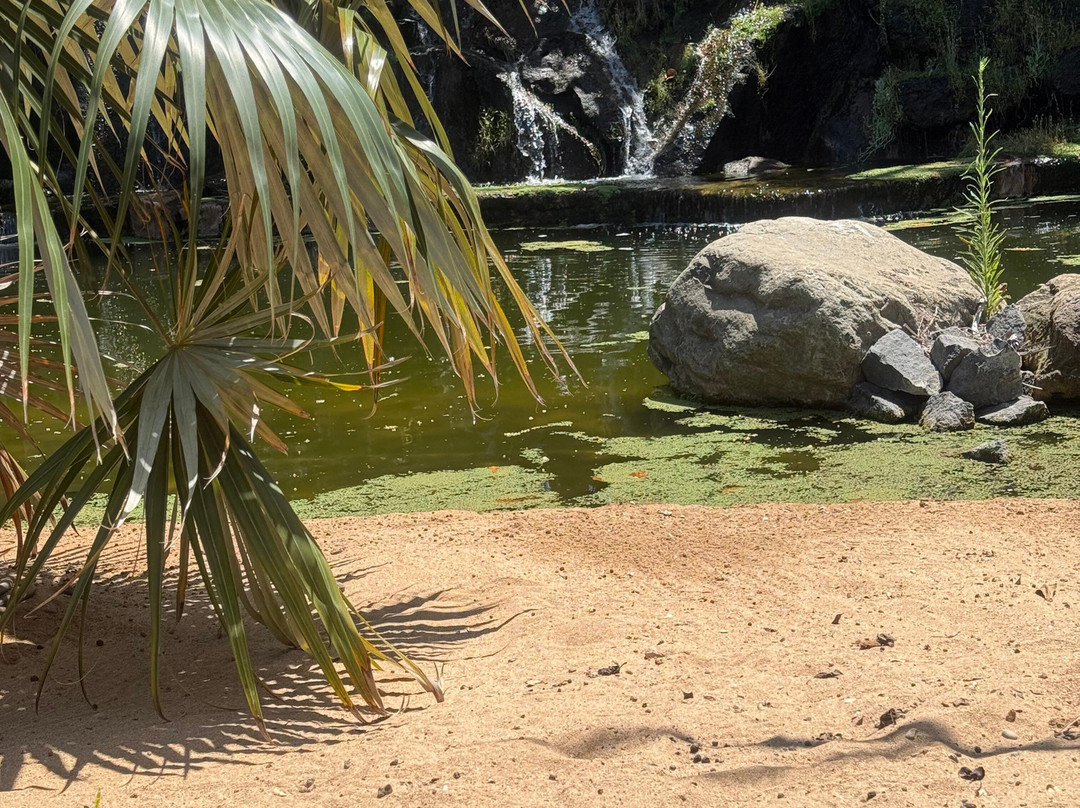 Jardín Botánico del Palmetum-圣克鲁斯-德特内里费必去景点