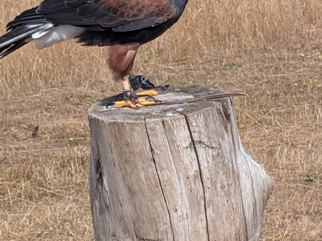 Kent Falconry Centre-Throwley必去景点