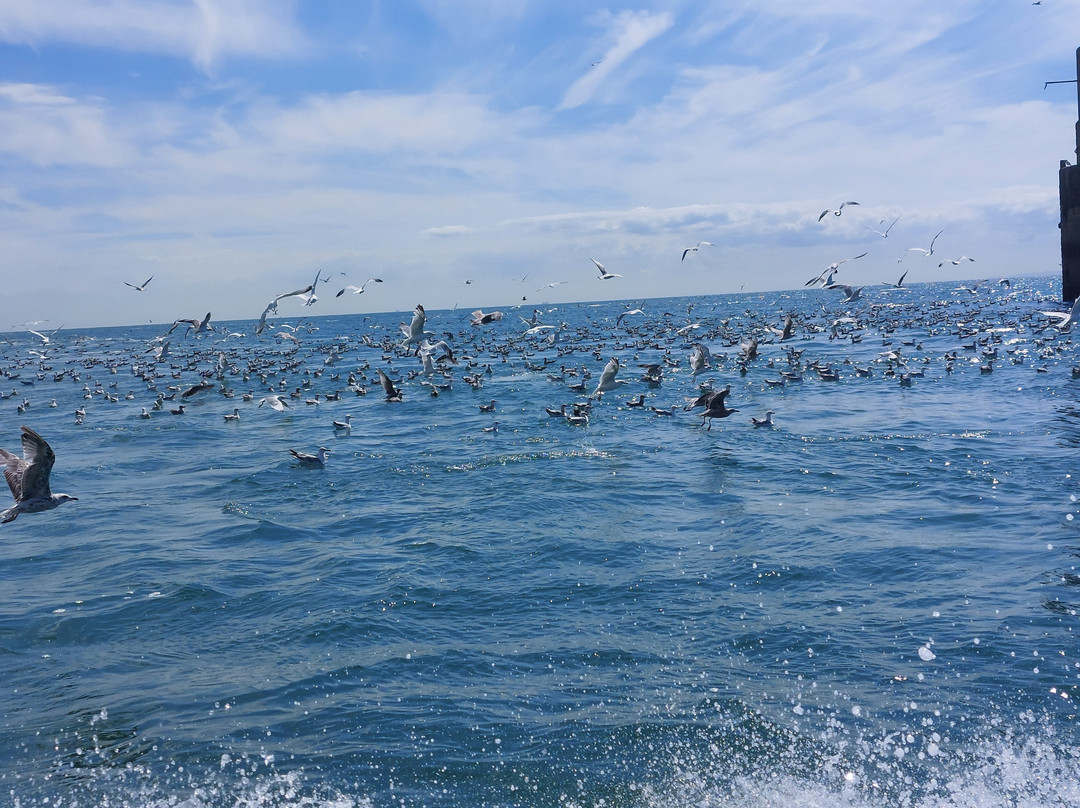 Dover Sea Safari-多佛必去景点