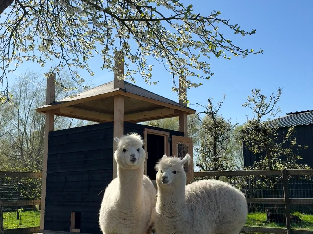 Alpaca's in de Betuwe-Lienden必去景点