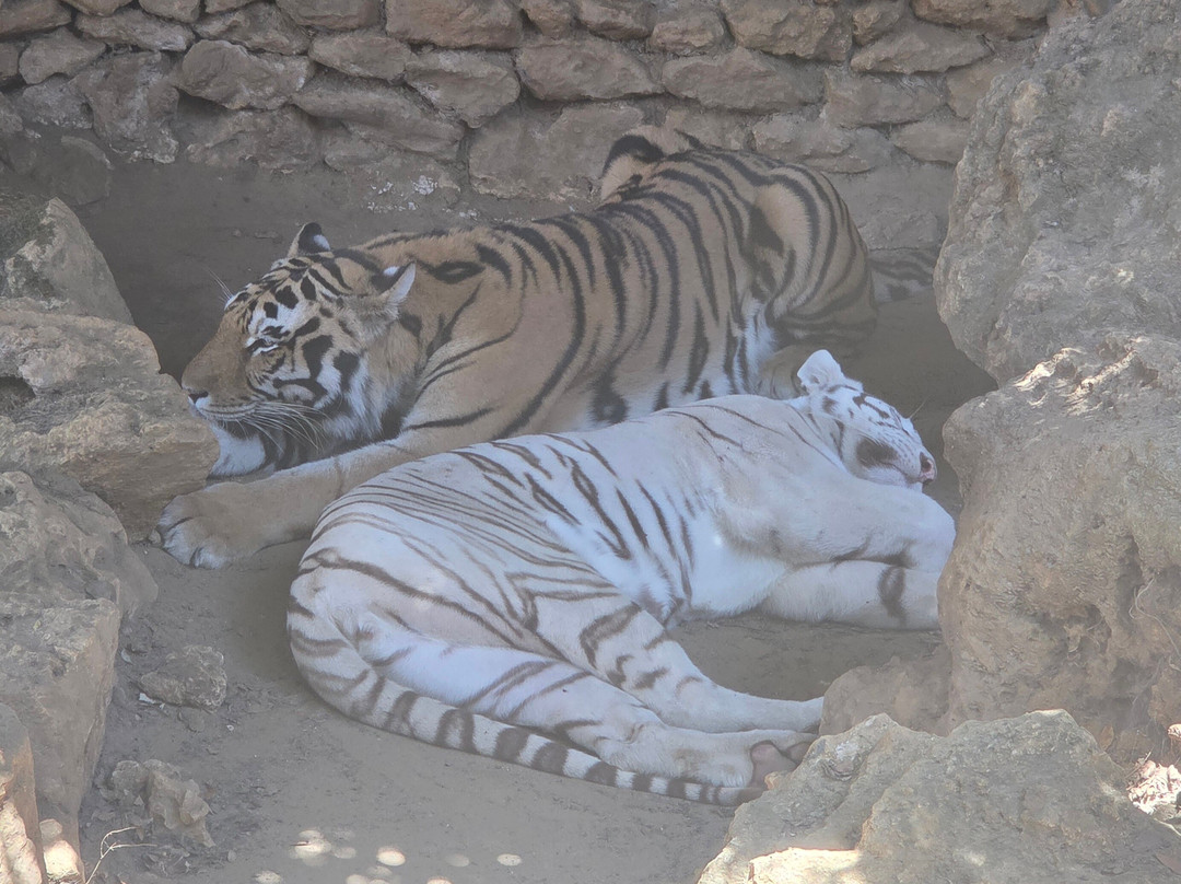 Zoo de Castellar-Castellar de la Frontera必去景点