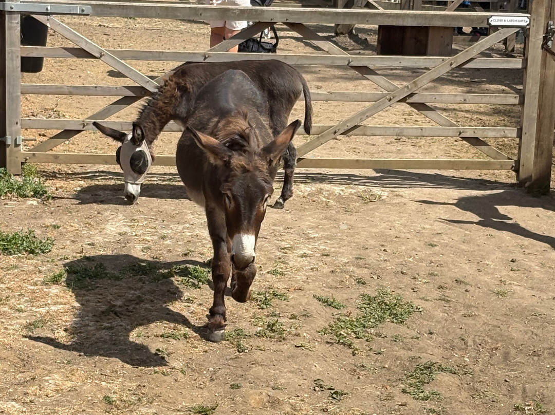 Stantons Farm - Petting Farm-Black Notley必去景点