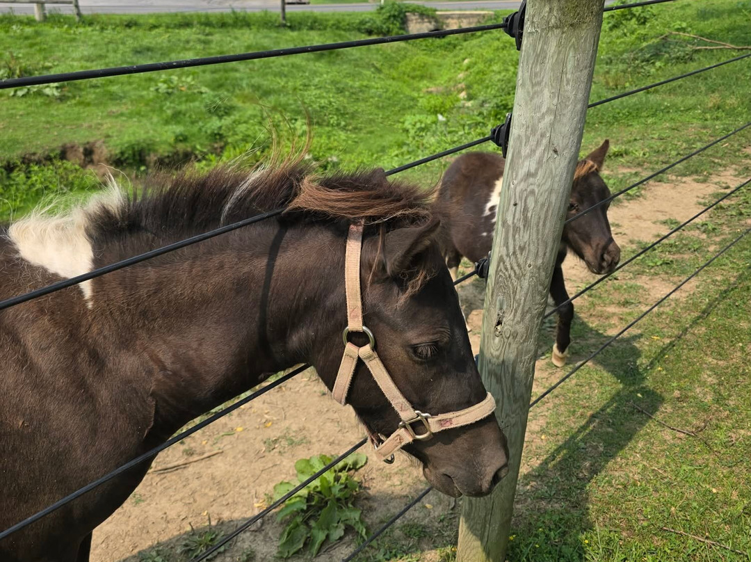 Li'l Country Store and Miniature Horse Farm-Ronks必去景点