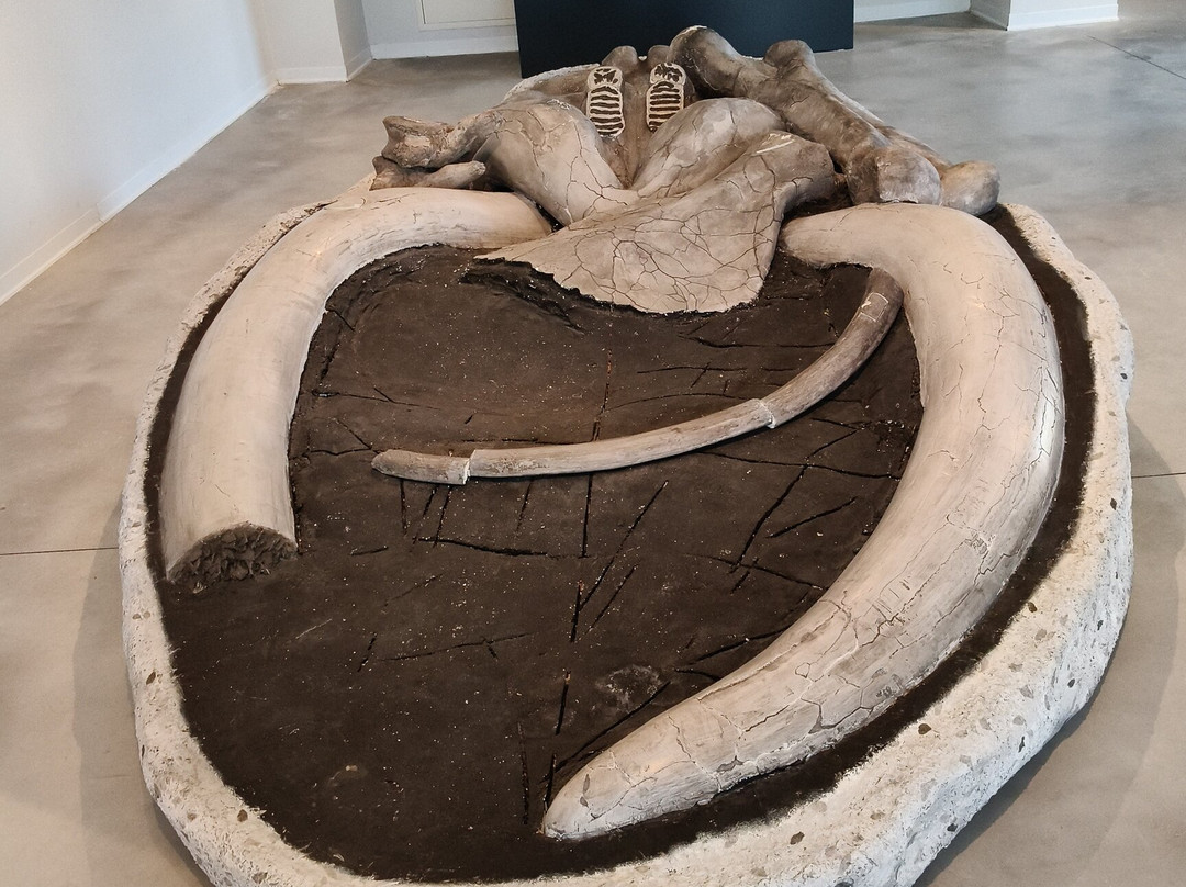 Museo Paleontologico "Luigi Boldrini"-Piegaro必去景点