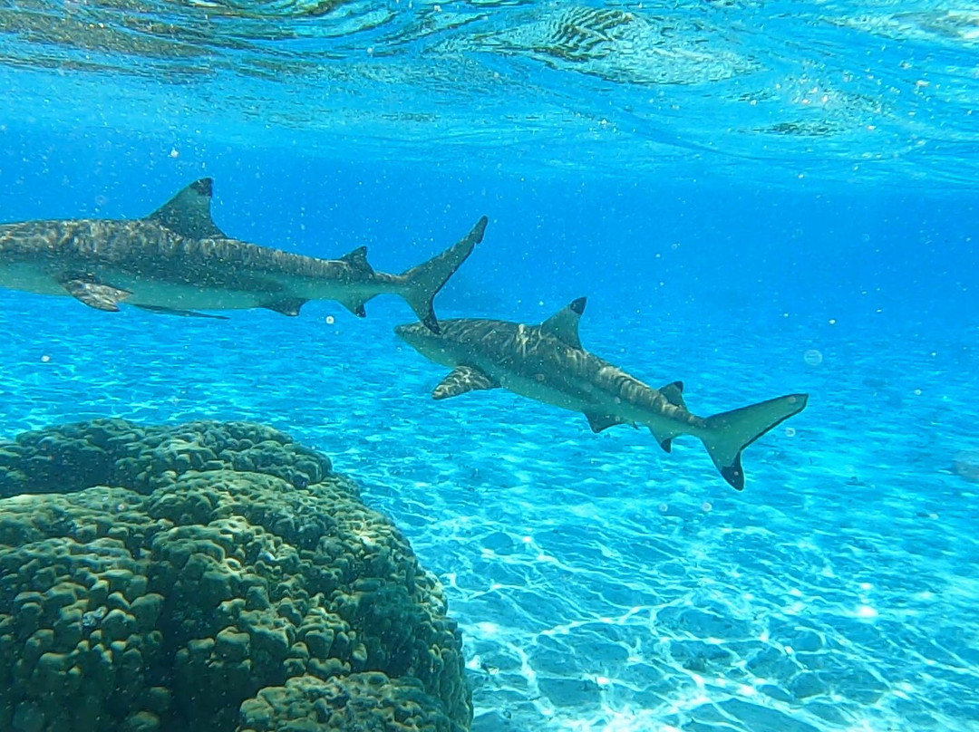 Terainui Tours Excursions Tahaa-Haamene必去景点