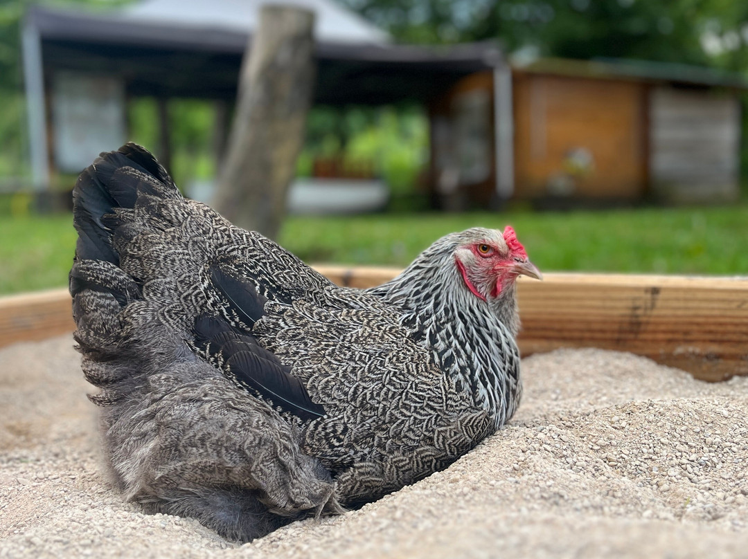 Ferme Aux Lamas