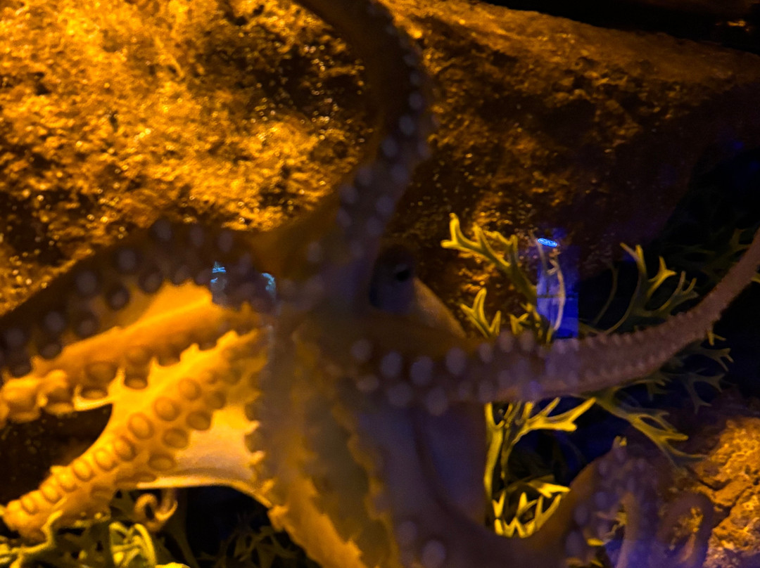 Oceanic Aquarium-康泊琉海水浴场必去景点