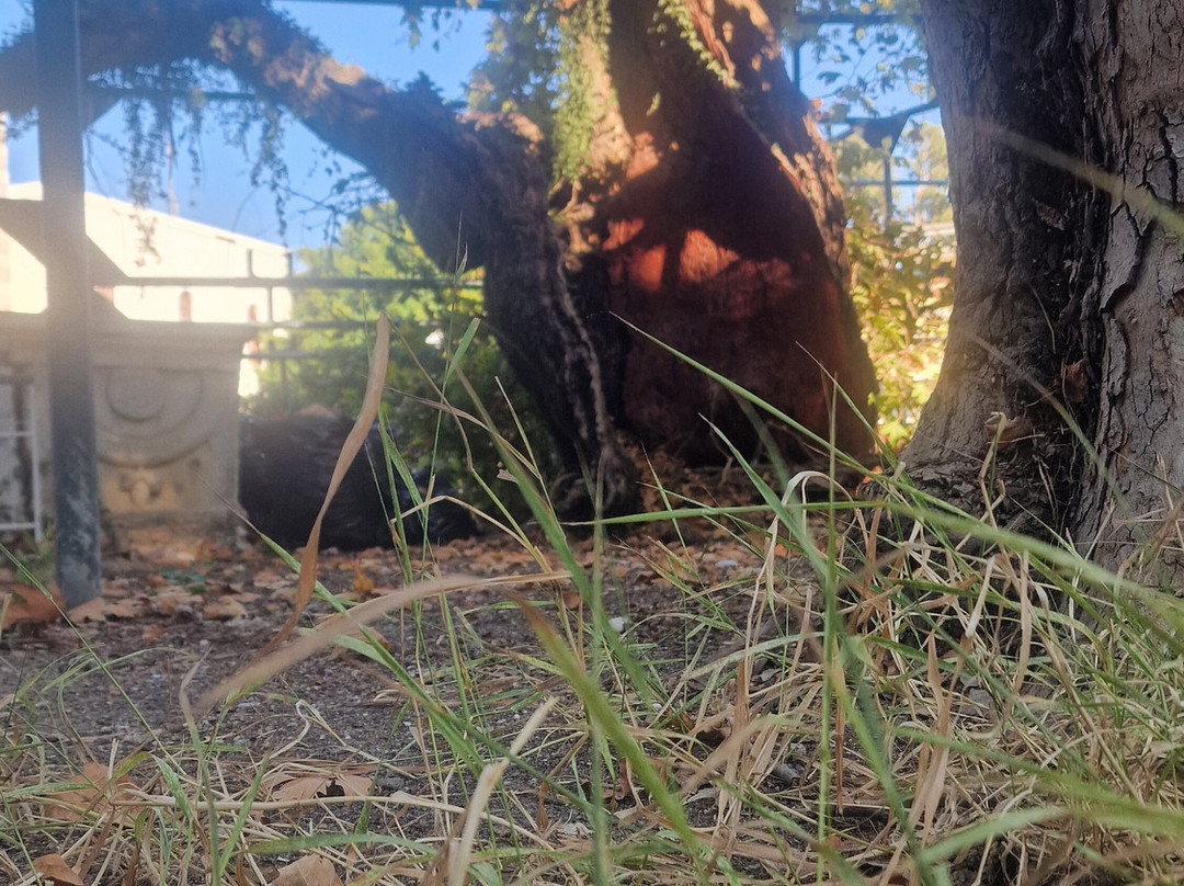 Hippocrates Tree-Kos Town必去景点