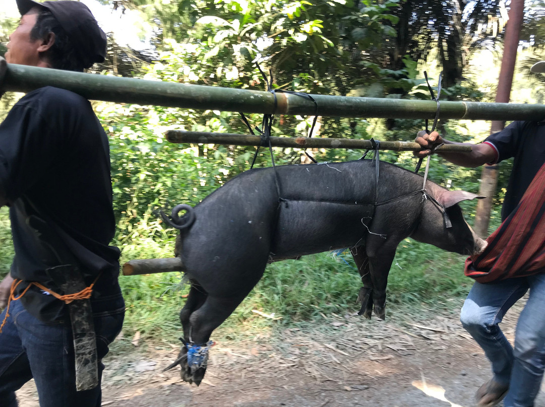 Toraja Tours with Diana