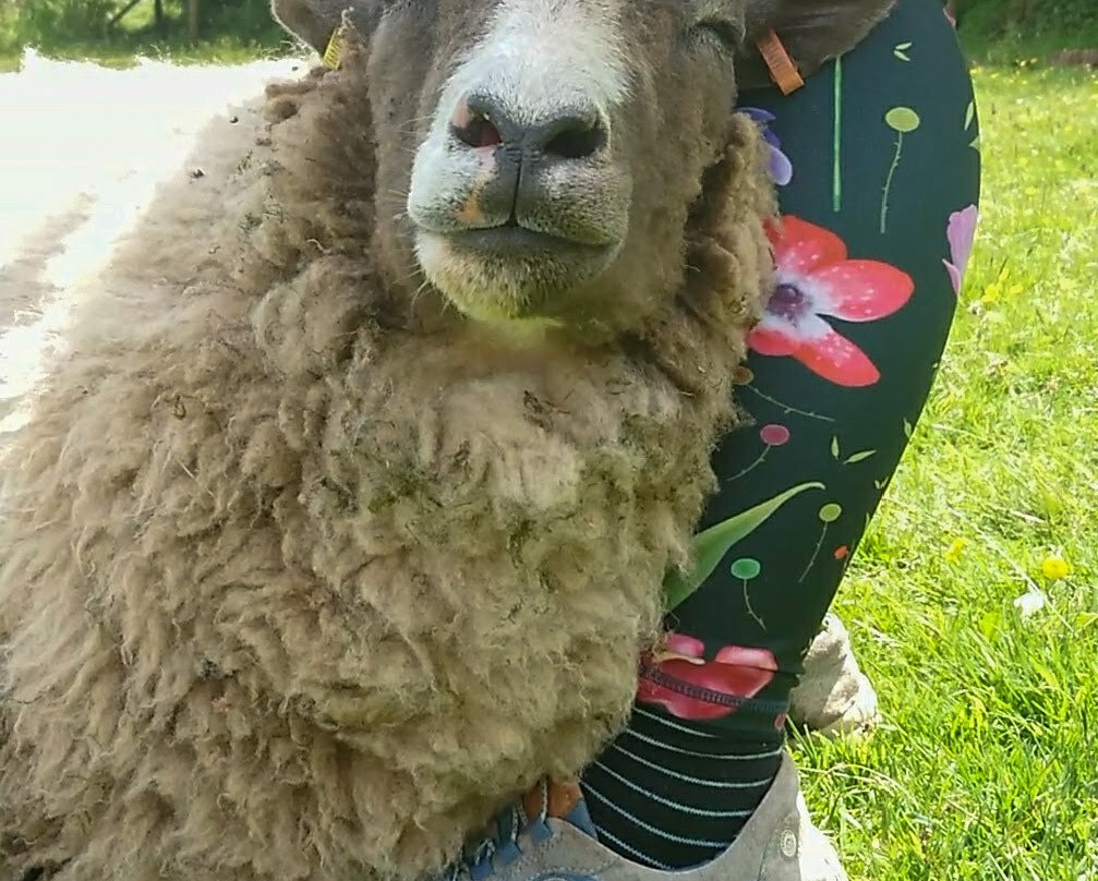 Lydford Gorge Alpacas-Lydford必去景点