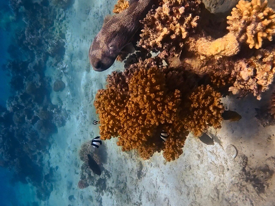 ORCA Dive Club Soma Bay-索马湾必去景点