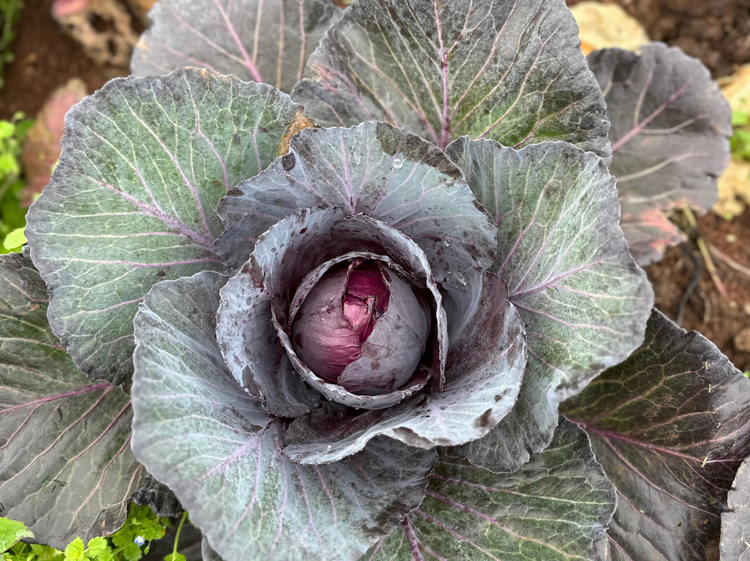 Agroecologia Ferrari-Arroio do Meio必去景点