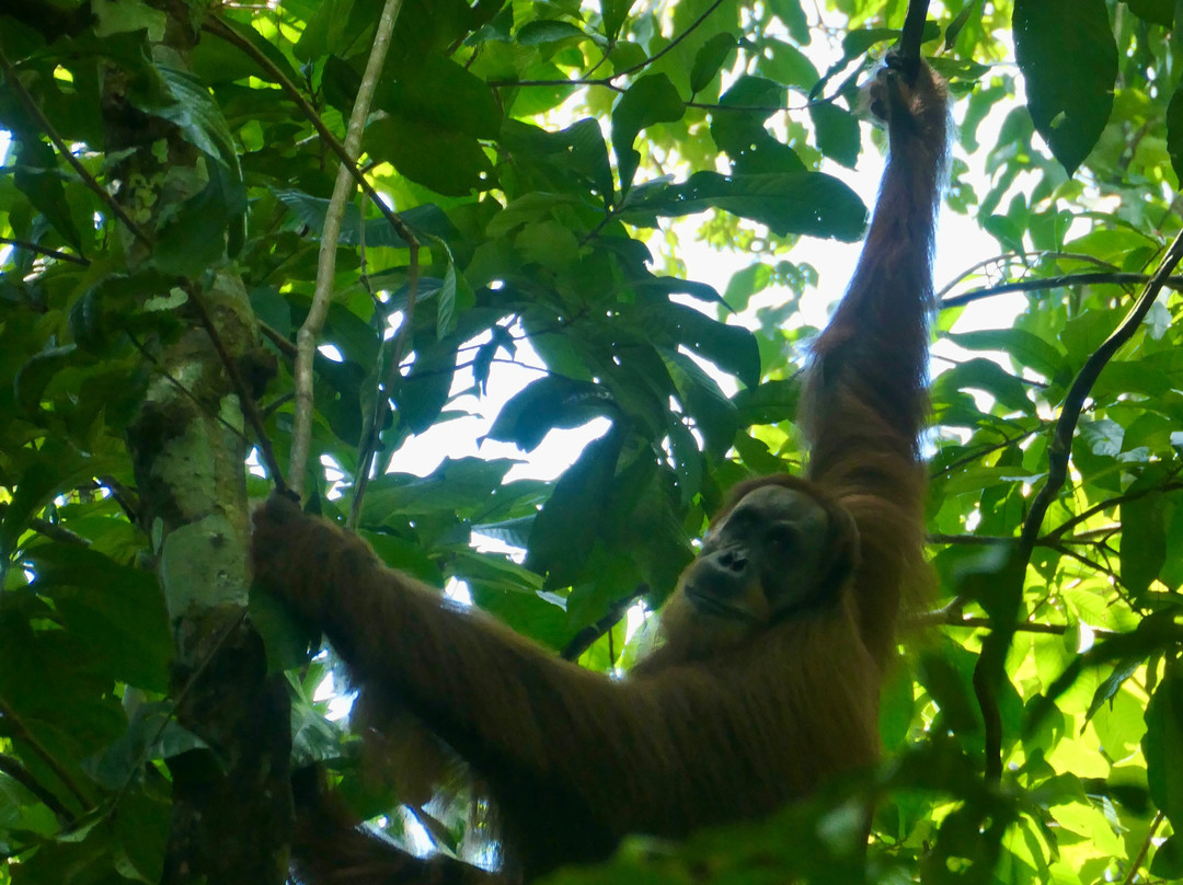 Rudy Ketambe Sumatra Jungle Trekking-Ketambe必去景点