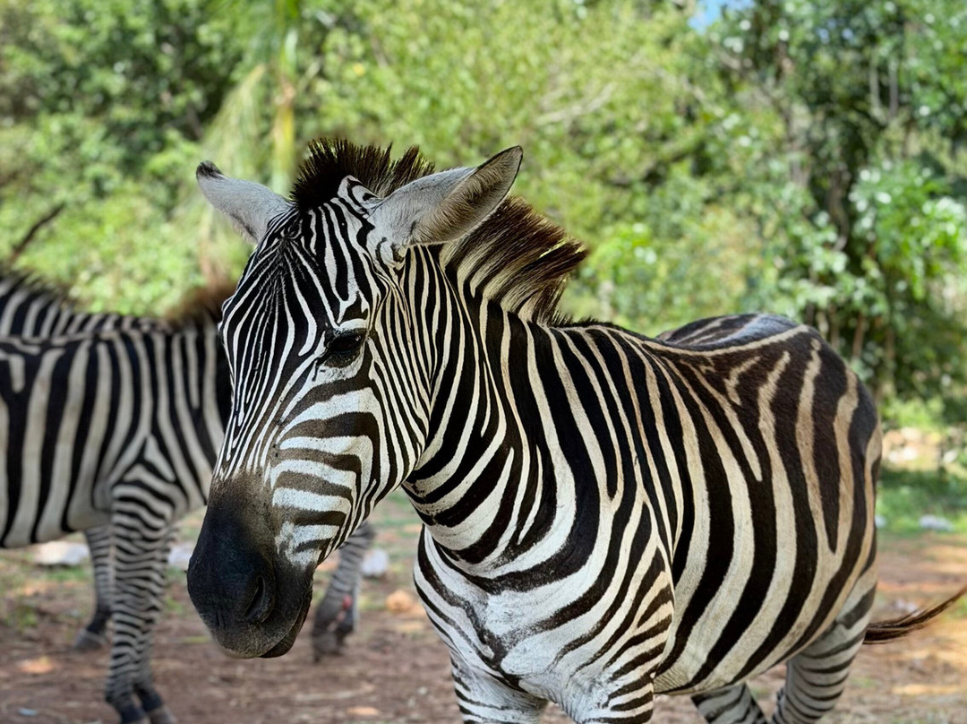 Bora Bora Wildlife Park-迪亚尼必去景点