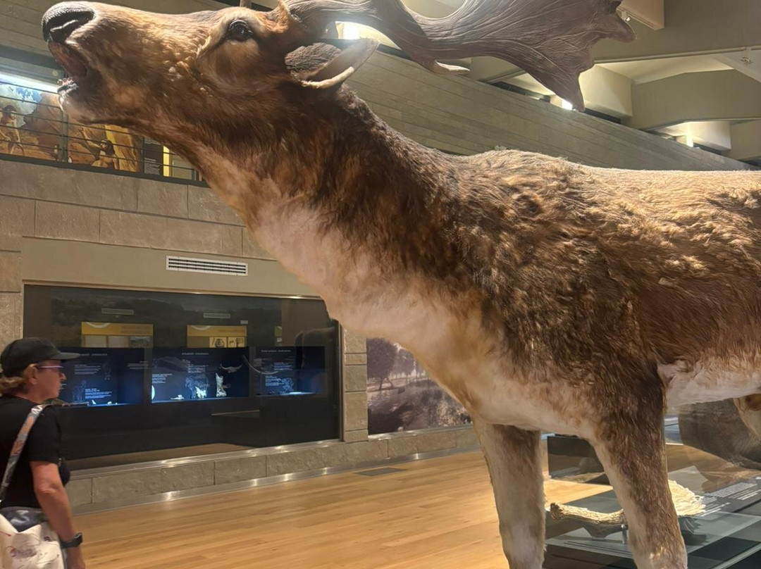 Museo Nazionale del Paleolitico-伊塞尔尼亚必去景点