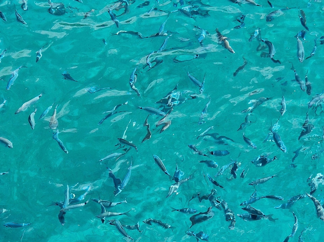 Captain Theos Boat Trips-科孚市必去景点