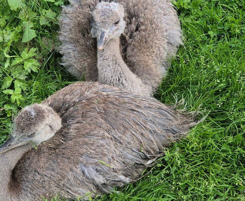 The Lake District Wildlife Park-Bassenthwaite必去景点