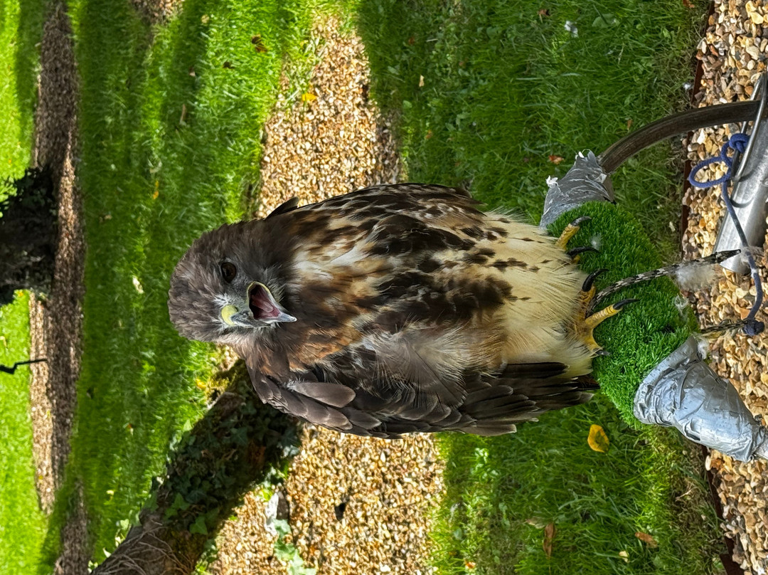 West Sussex Falconry-Compton必去景点