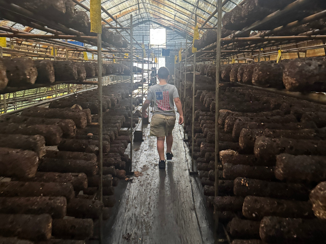 Ellijay Mushrooms - Farm Store-Ellijay必去景点