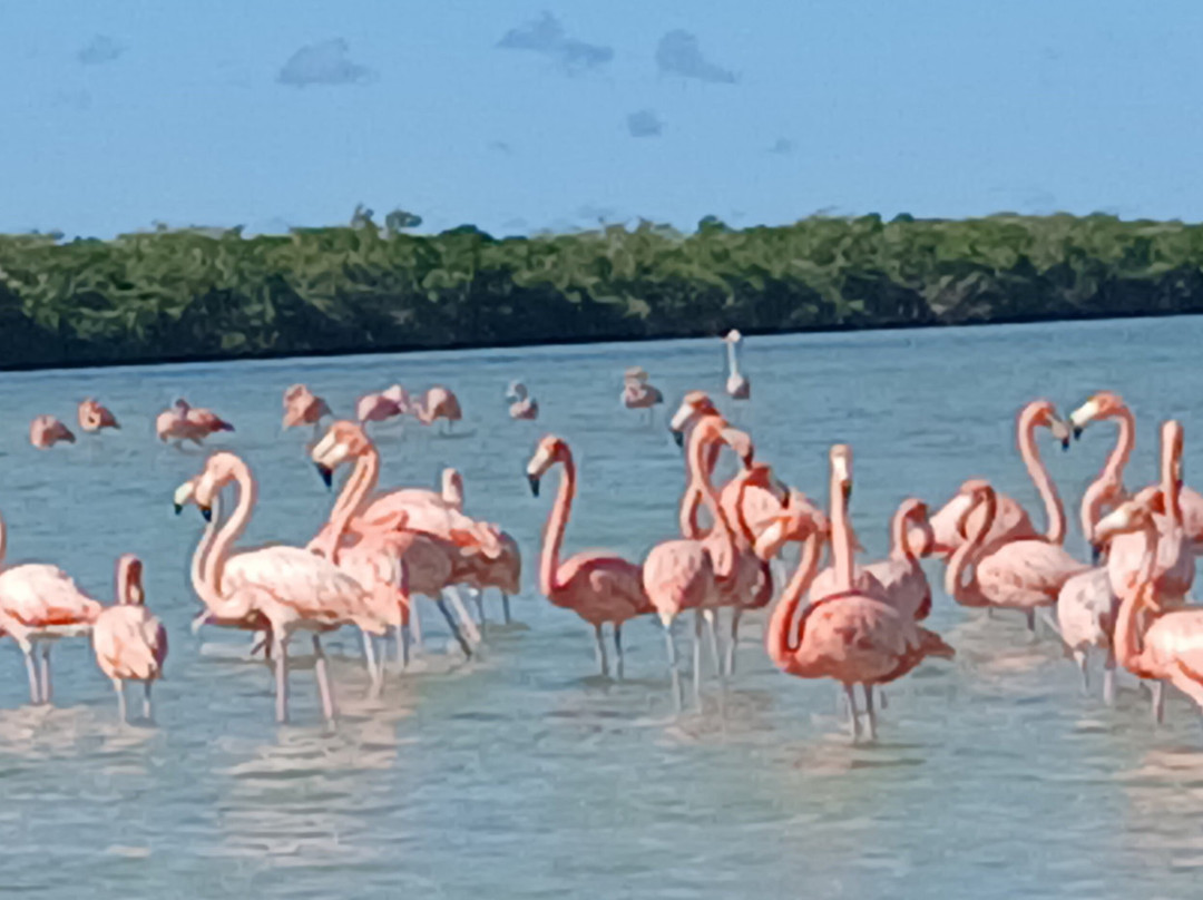 Río Lagartos Experience By Jorge N-里奥拉加托斯必去景点