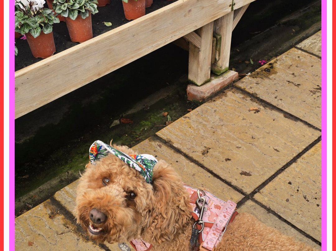 Toftwood Garden Centre