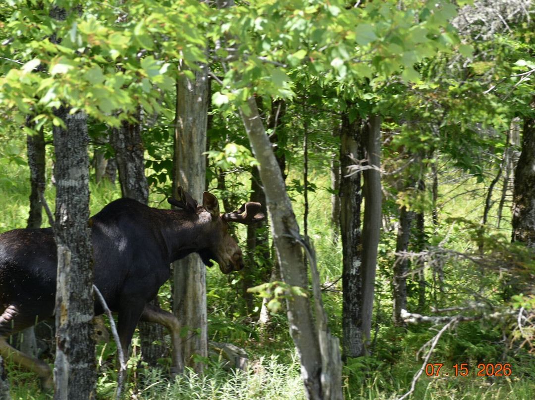 Moosehead Area Guide Service-Greenville必去景点