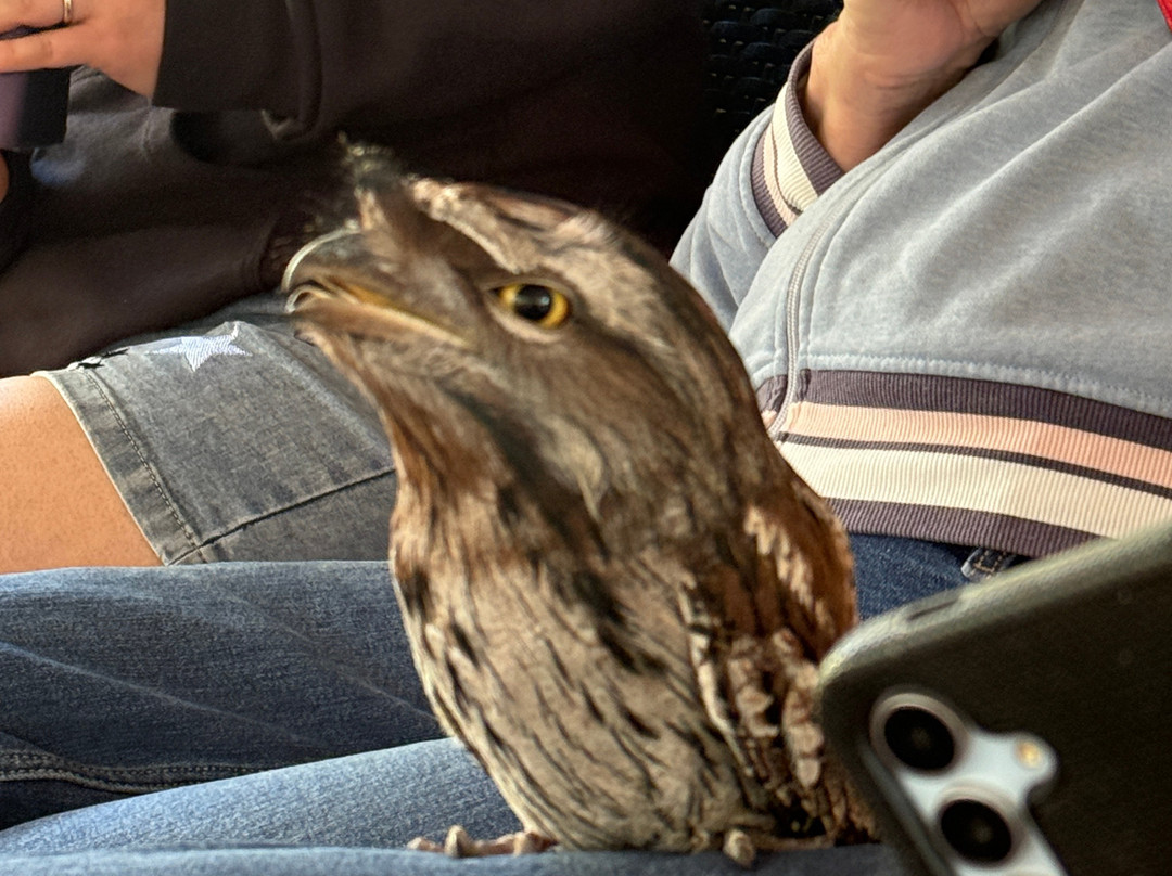 Capes Raptor Centre-玛格丽特河必去景点