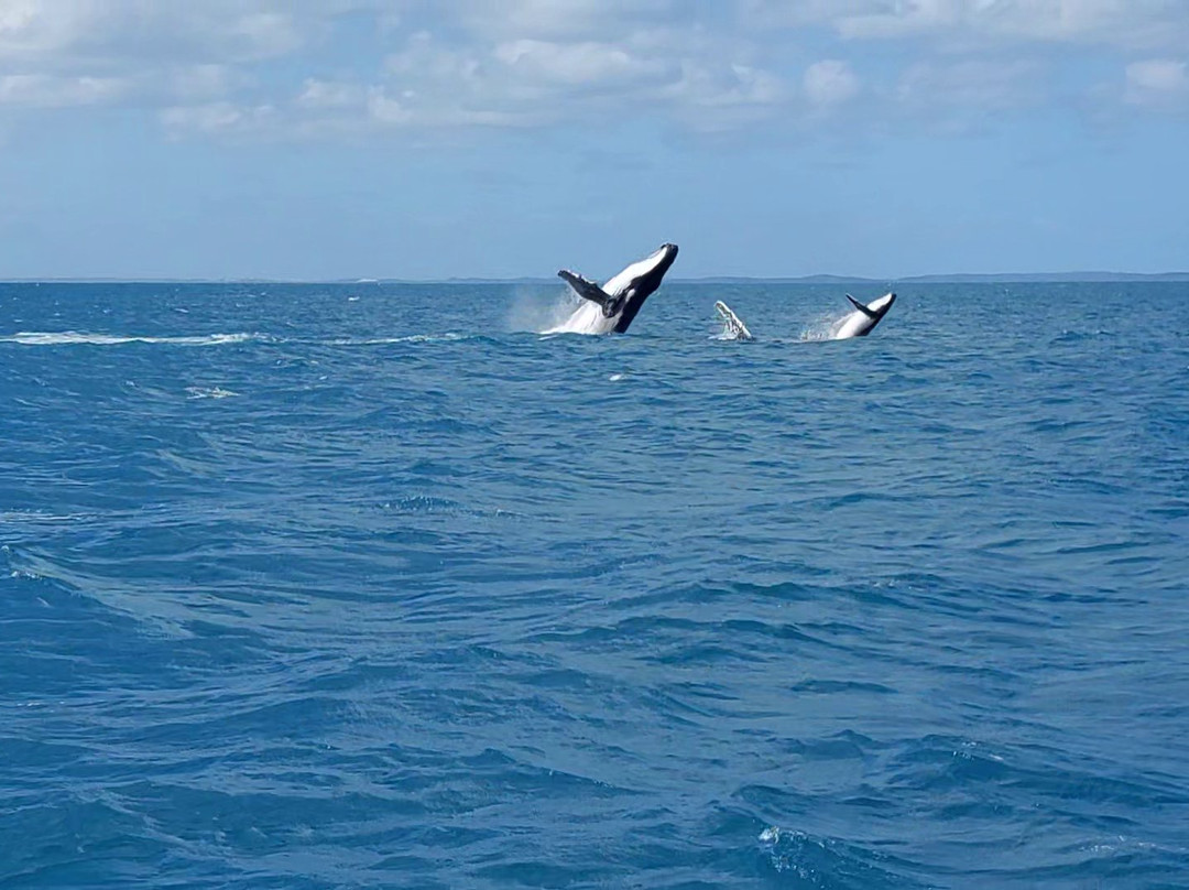 Hervey Bay Whale Watch-尤兰根必去景点
