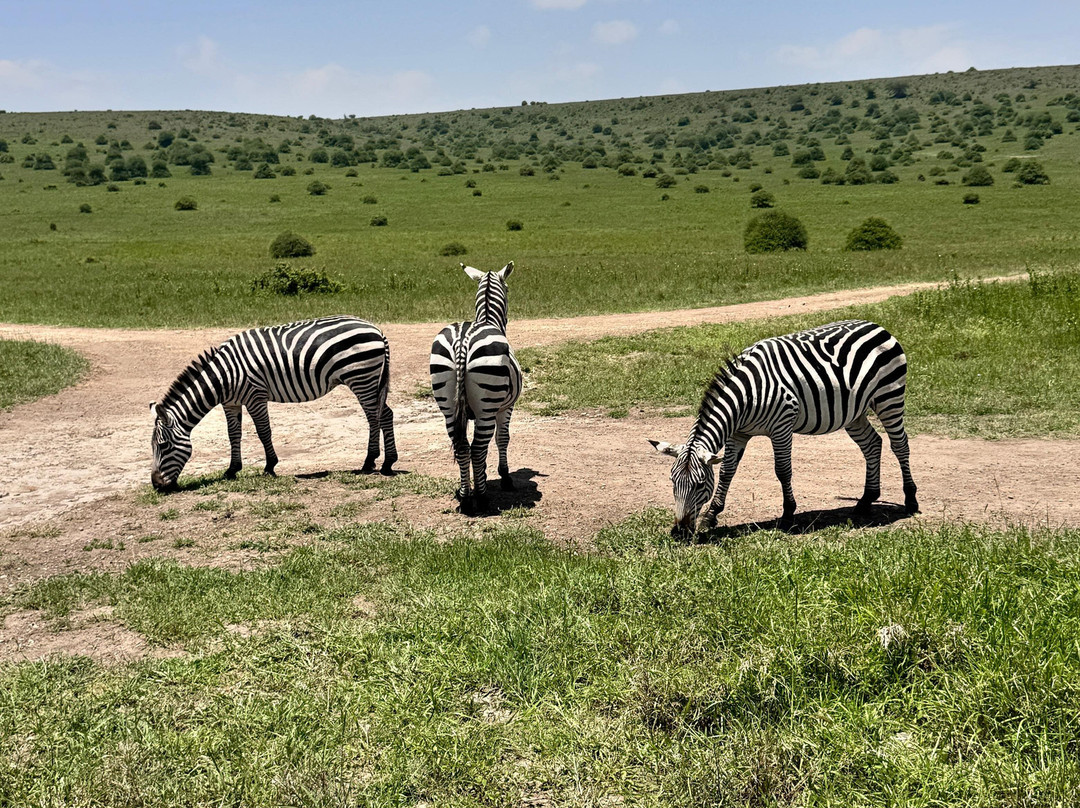 Maasai Mara Safaris-内罗毕必去景点