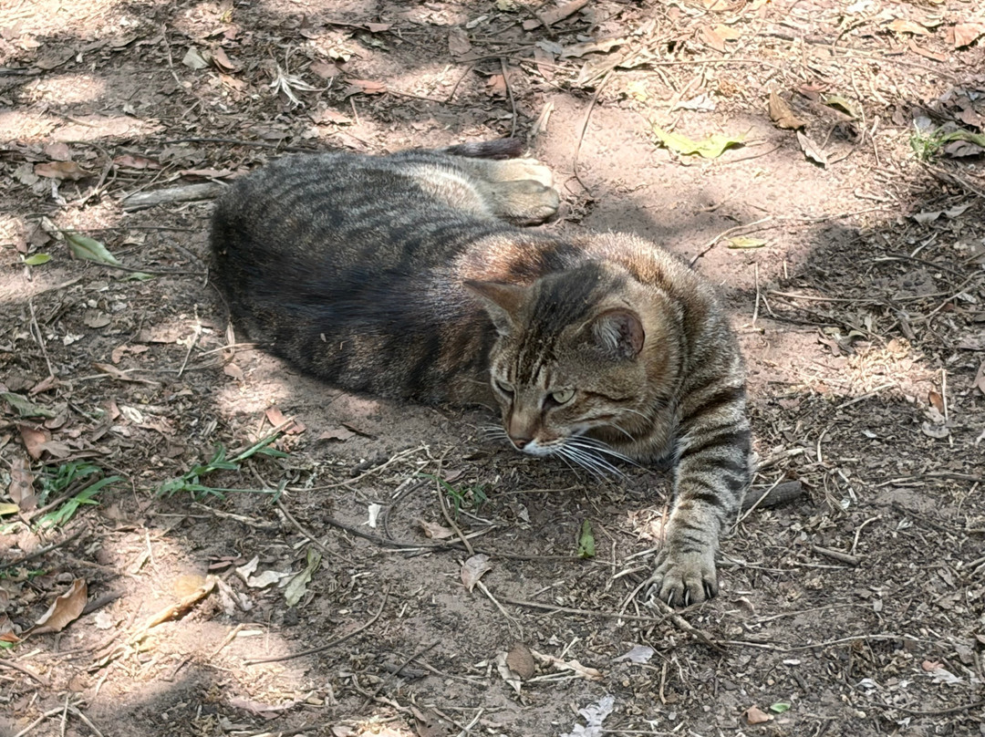 Zululand Cat Conservation Project-Hluhluwe Game Reserve必去景点