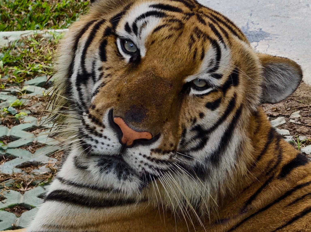Tiger PARK Phuket-查龙必去景点