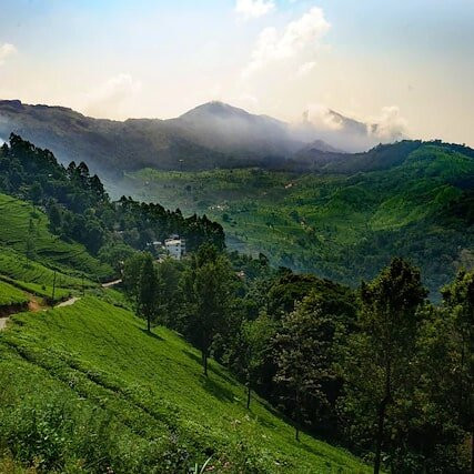 Lime Light Resort Munnar