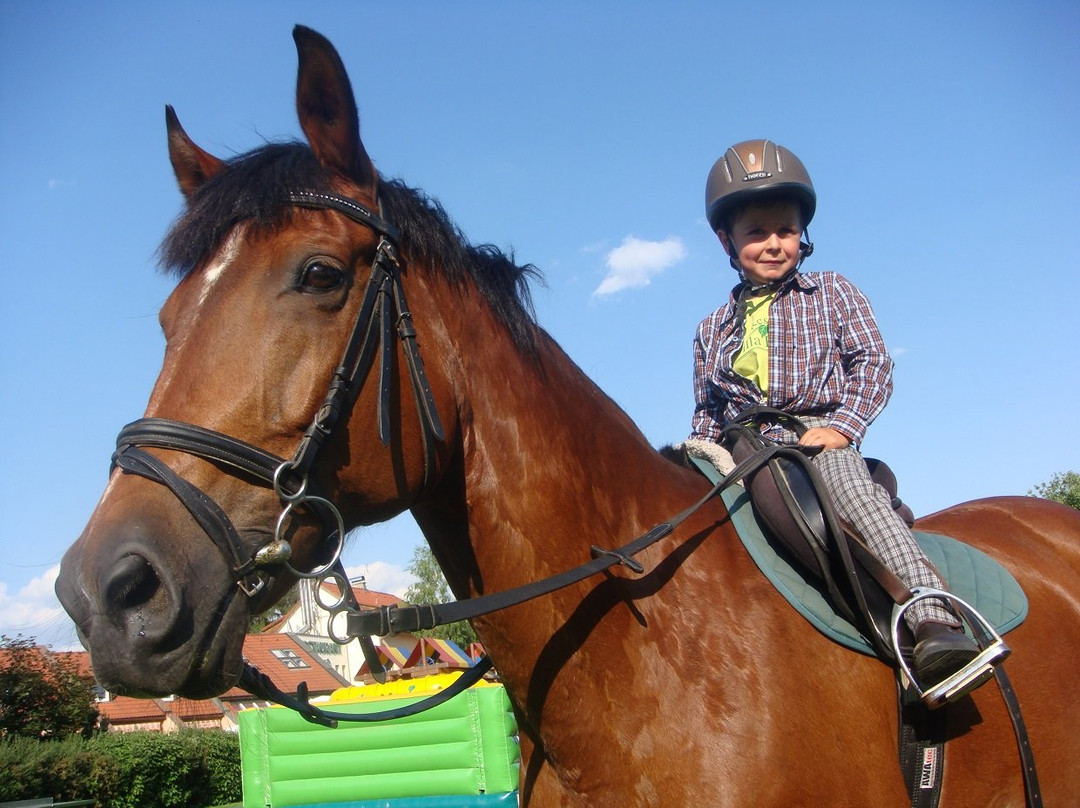 Villa Betula Resort - Horse Riding Arena景点图片
