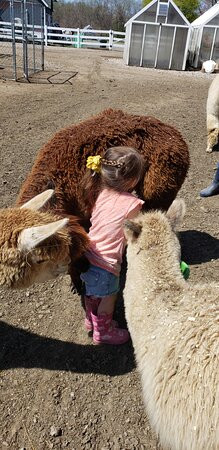 Roaring Acres Alpacas-Suffield必去景点