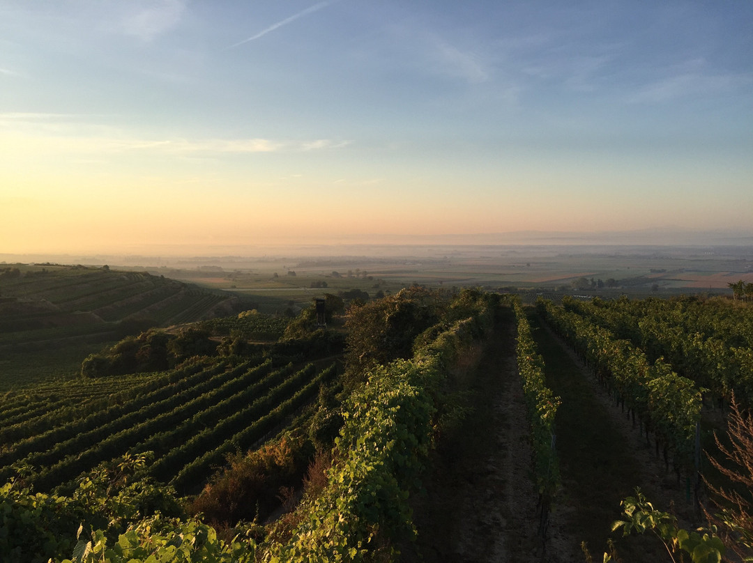 Weingut Bernhard Ott景点图片