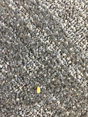 米西索加机场企业中心万豪广场套房酒店主图