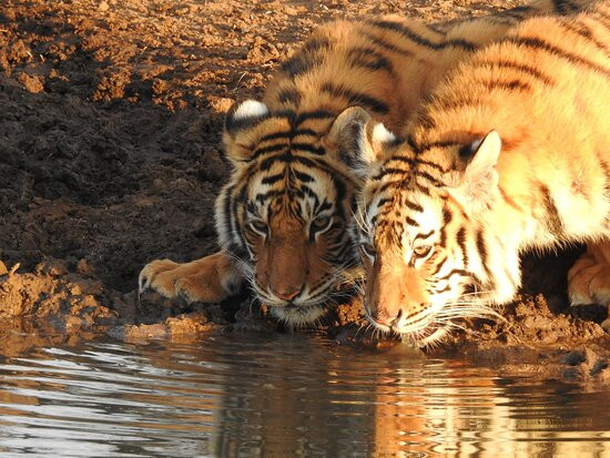 Tiger Canyon Private Game Reserve-Philippolis必去景点
