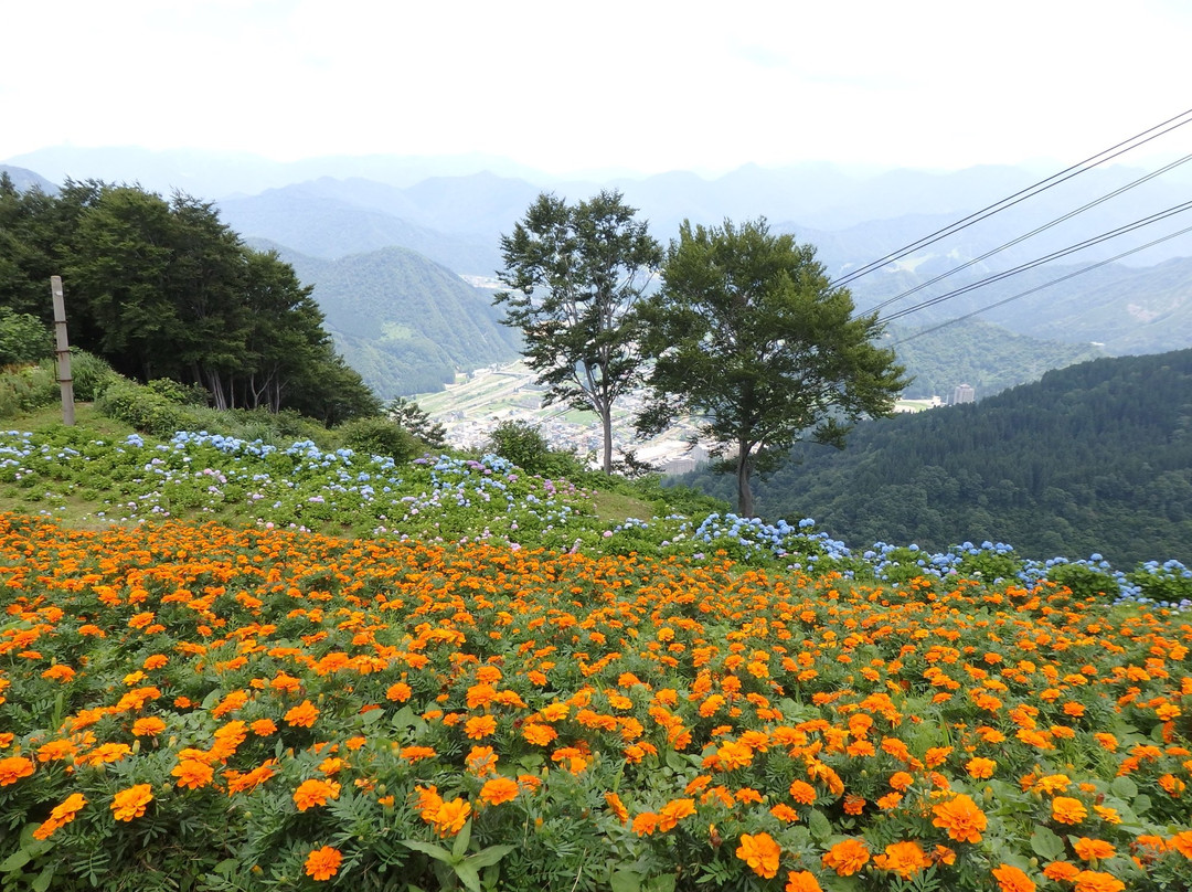 Yuzawa Highland Alpine Garden景点图片