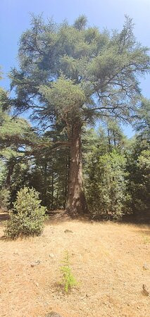 Morocco Unexplored - Private Day Tours-Azrou必去景点