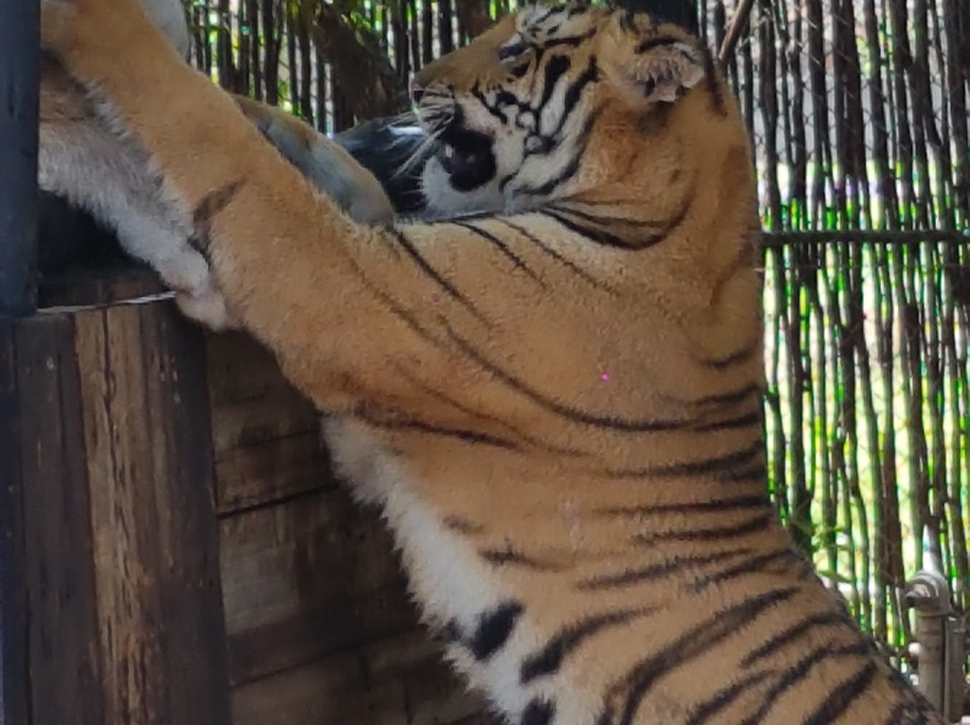 Wokutakula Wildlife Education