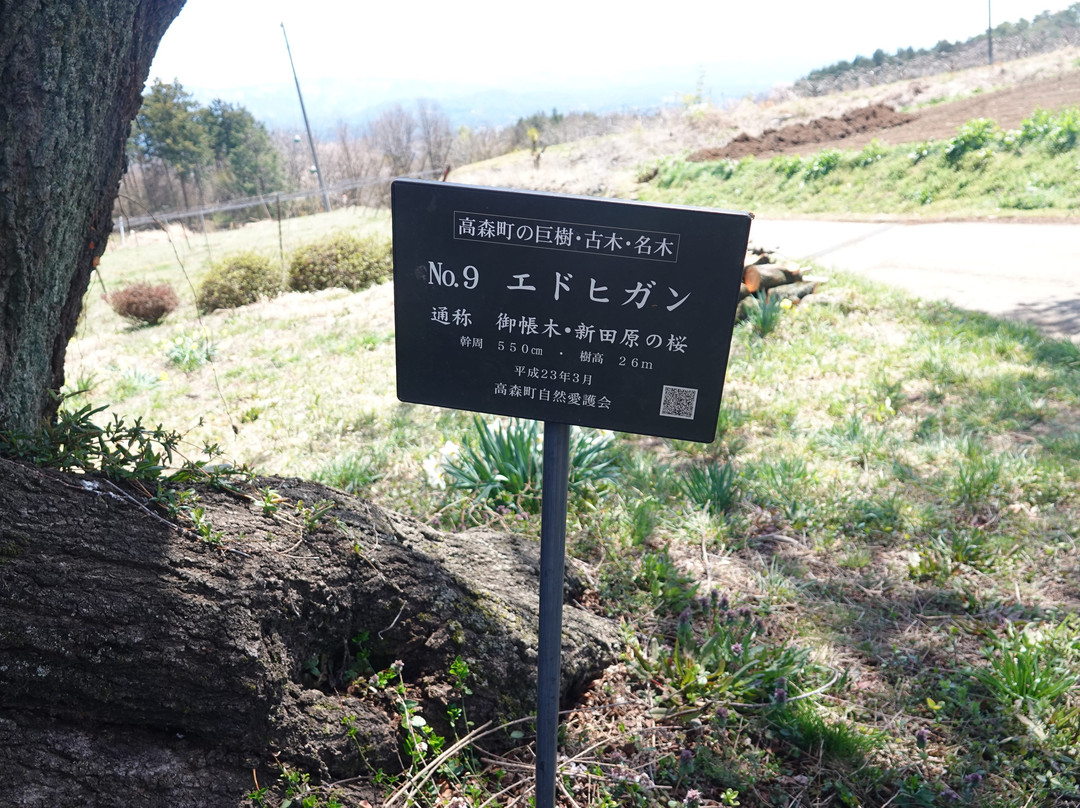 Shintahara No Edohigan Sakura景点图片