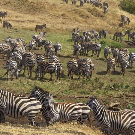 Tupo Africa Tours-乞力马扎罗山国家公园必去景点