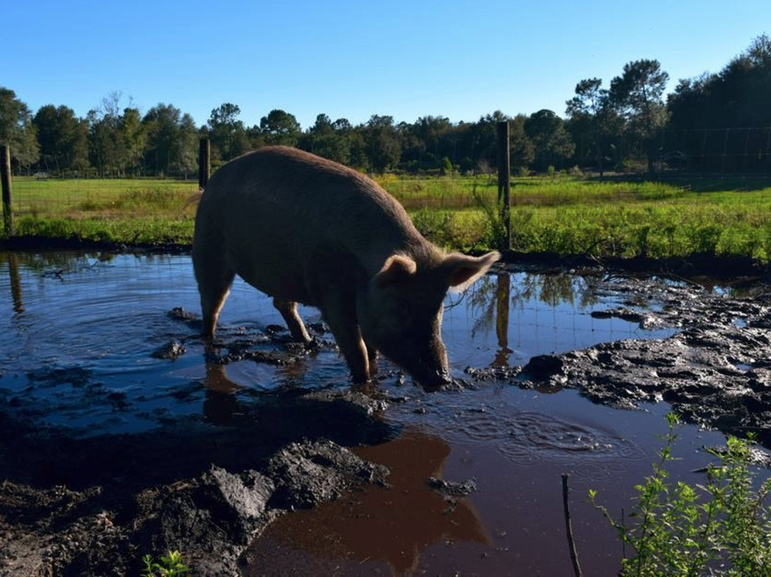Melrose旅游攻略图片