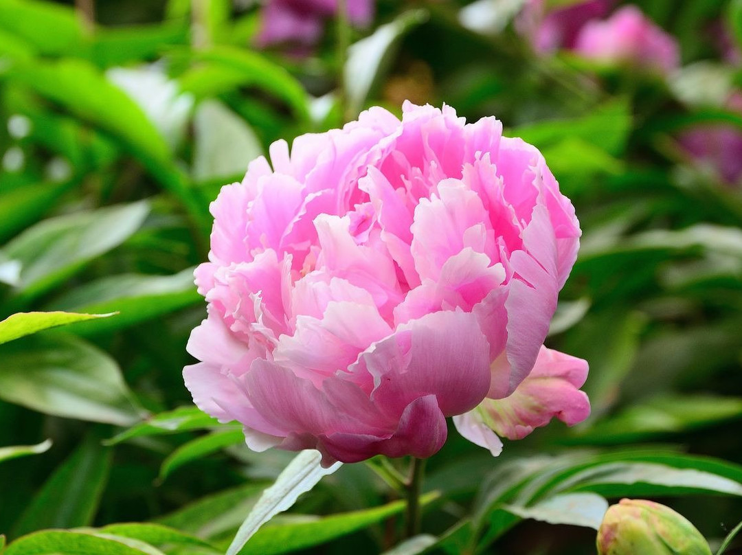 王城公园洛阳牡丹花会