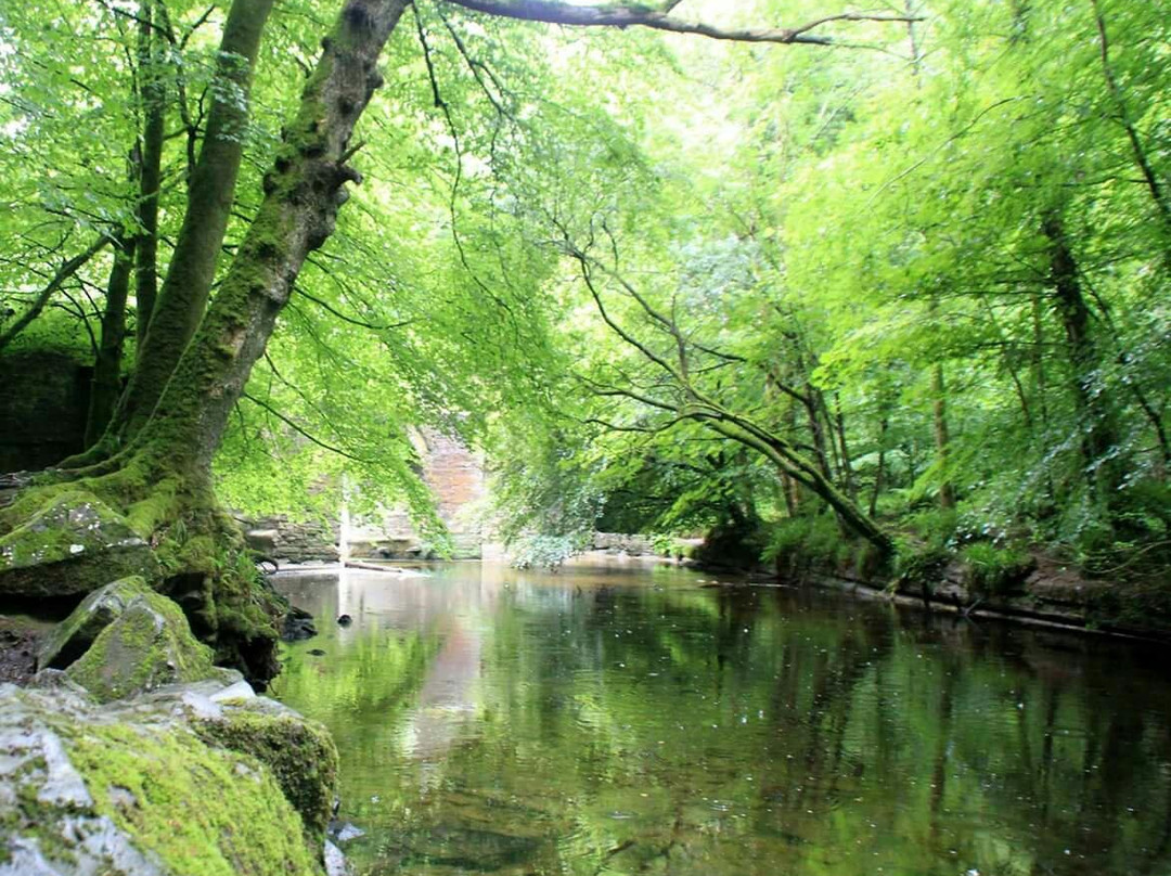 Plymbridge Woods景点图片