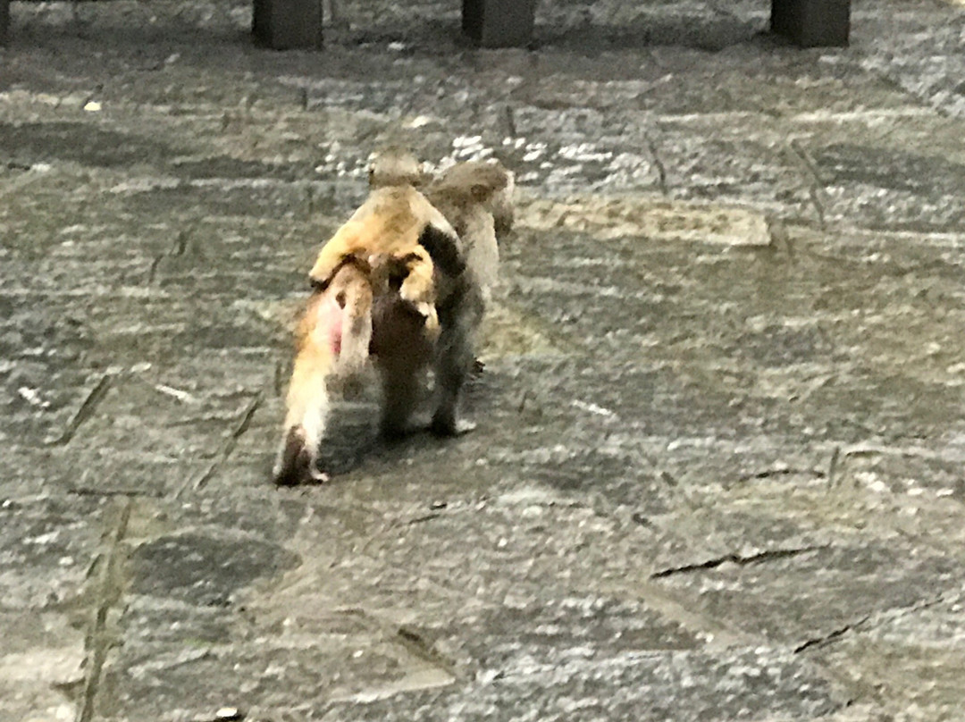 湘江防护林