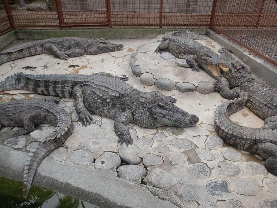 Atagawa Tropical & Alligator Garden景点图片