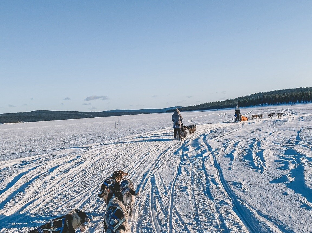 Lapland Sleddog Adventures景点图片